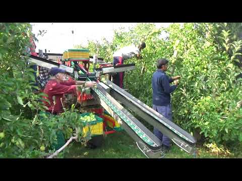 Azienda Agricola La Quadra a Drena: la macchina che raccoglie le mele