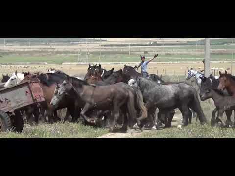 Transumanza a cavallo sul Gargano - Puglia