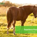 Settimana a cavallo per principianti nel verde della Toscana più selvaggia
