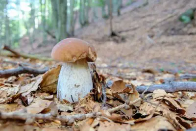 Vieni in Valtaro (PR) a funghi, Tolasudolsa R&B ti omaggia un permesso giornaliero