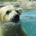 Polar Bear Day