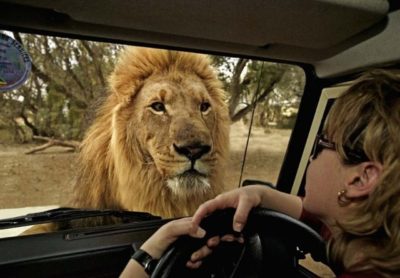 10 suggerimenti per rendere memorabile il tuo safari in Africa!