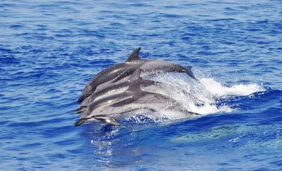 Andiamo a Genova a caccia (fotografica) di delfini e balene