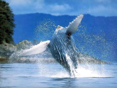 Balene in vista in Costa Rica!
