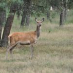 Hoge Veluwe