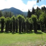 Natura e Arte si unisco dando vita ad Artesella