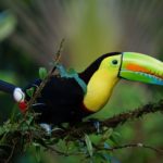Costa Rica: cultura e natura a Cahuita, sulla costa caraibica