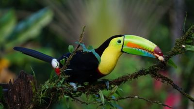 Costa Rica: cultura e natura a Cahuita, sulla costa caraibica