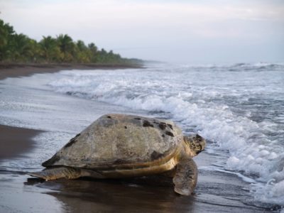 Costa Rica: tartarughe a gogò nel Parco del Tortuguero