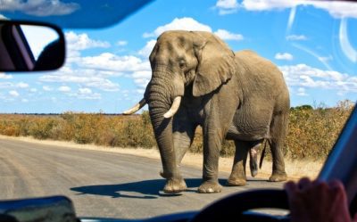 Full immersion tra gli animali africani: il Parco del Kruger!