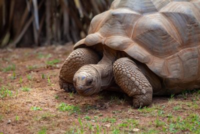 Chi possiede l’elisir di lunga vita? Le tartarughe di Aldabra