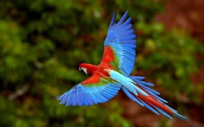 Viaggio nella Natura dell’Amazzonia: i 12 animali simbolo