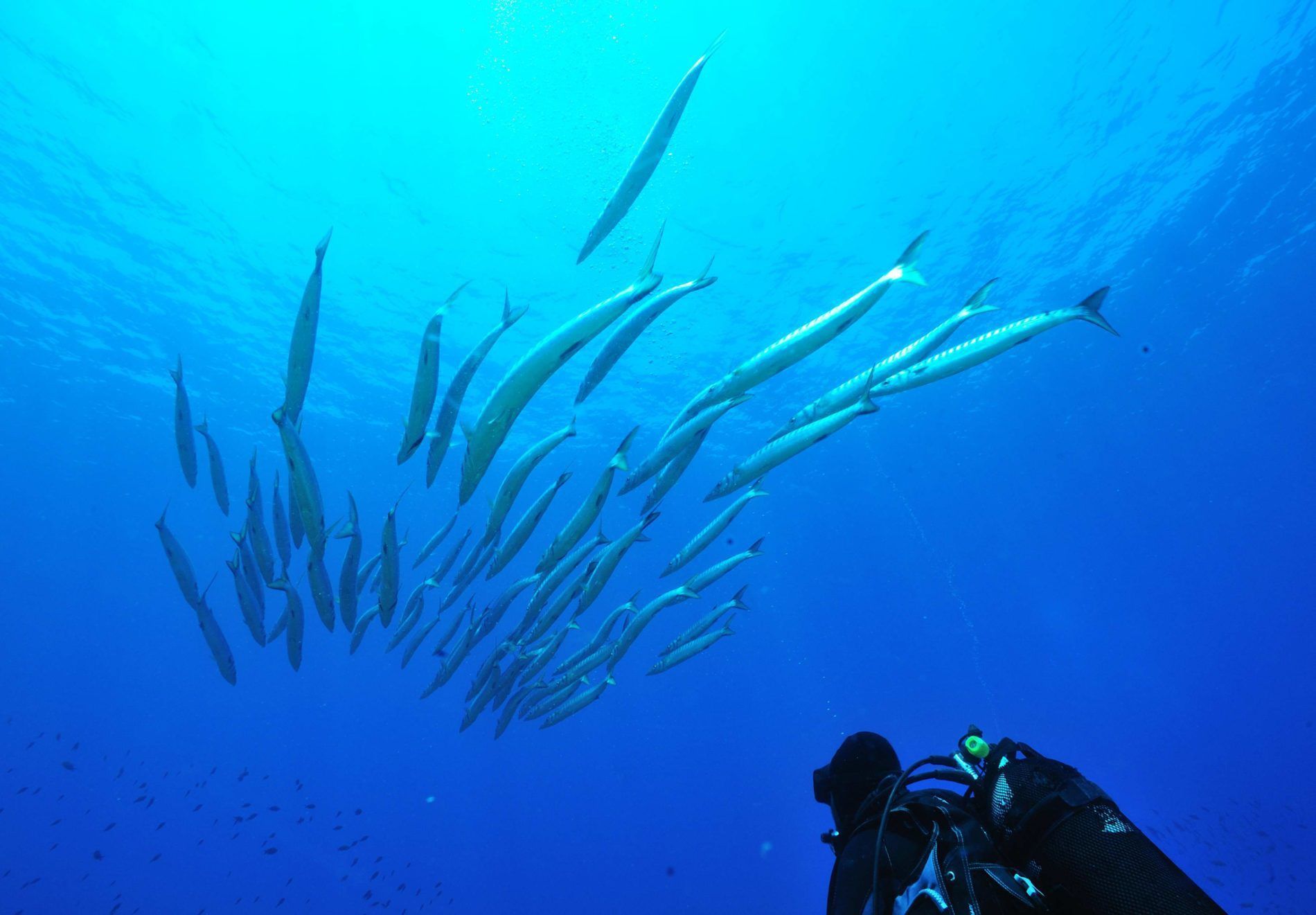 Diving Center Ustica 1