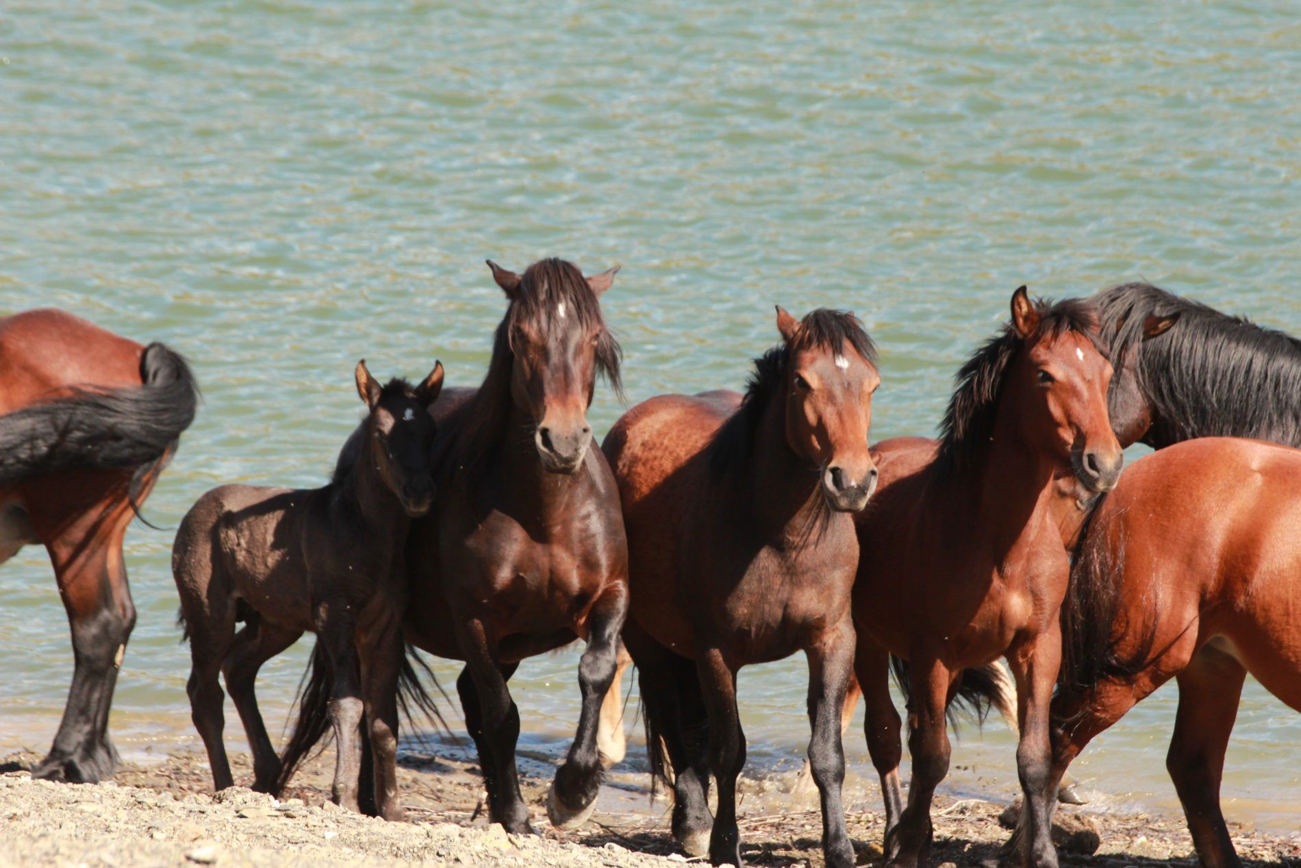 3 Aveto Wild horsewatching