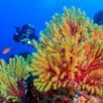 Il mare di Scilla: emozioni subacquee