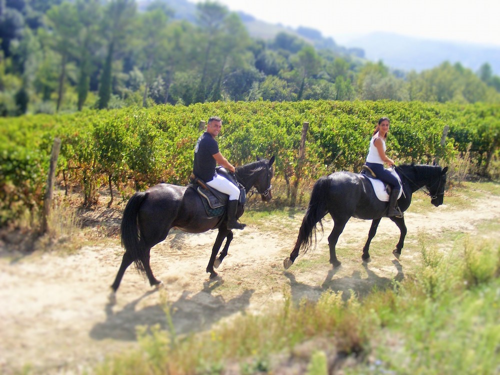 Comportamento comunicazione e vista del cavallo turismoacavallo