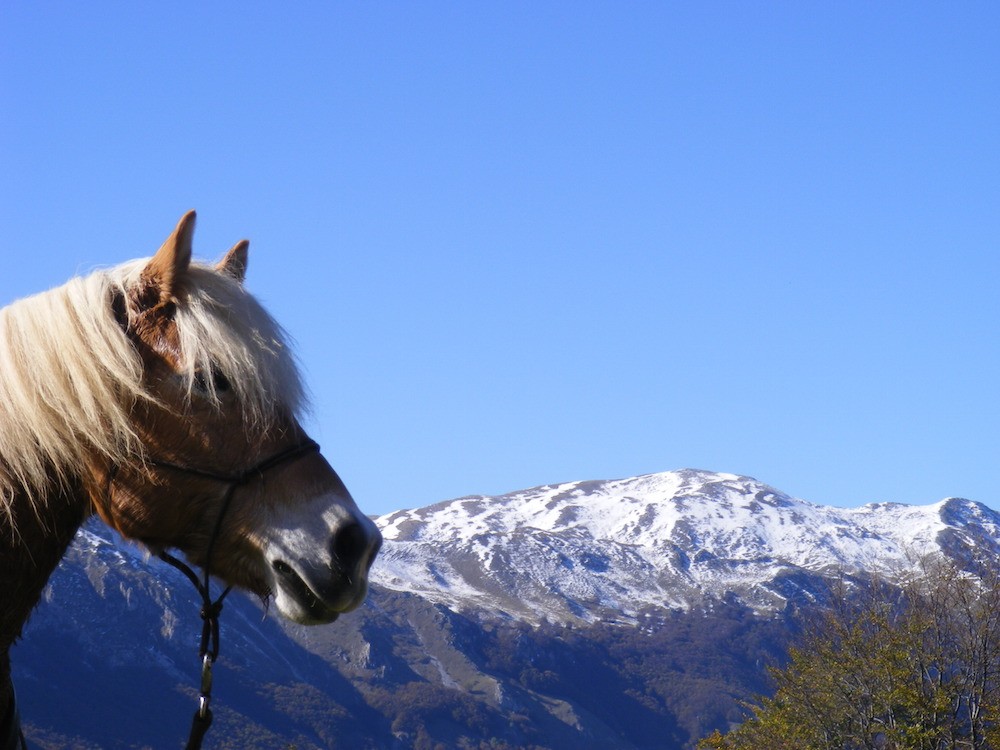 evoluzione morfologica del cavallo turismoacavallo piu turismo