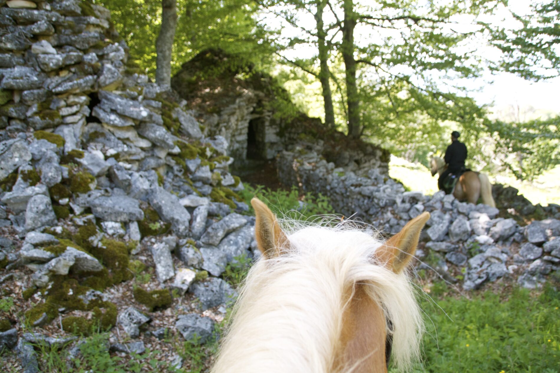 udito cavallo turismoacavallo piuturismo