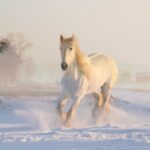 Cavallo: caratteristiche, evoluzione e comportamento