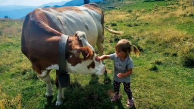 Adotta una mucca in Valsugana & Lagorai