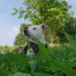Giornata Mondiale del cane