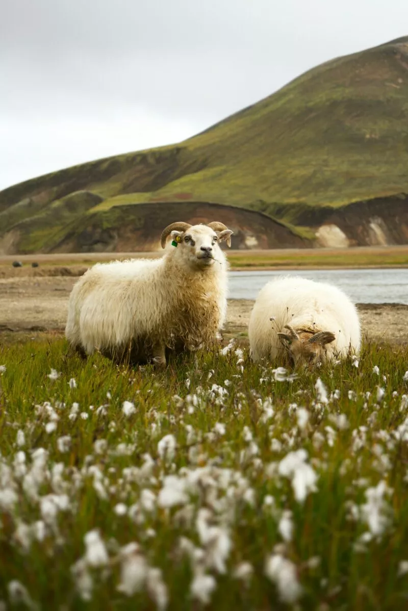 A couple of sheep standing on top of a lush green field