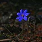 a blue flower is growing in the woods