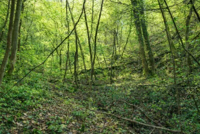 Tenuta Boschiva Protetta del Principato di Valboscosa