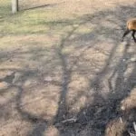 parco-arcadia-bareggio-oasi-animali-bambini-lombardia (50)