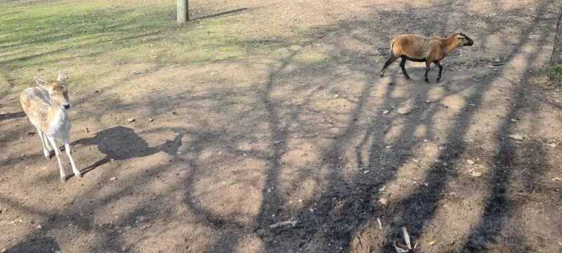 parco arcadia bareggio oasi animali bambini lombardia 50